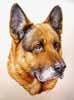 Portrait chien Berger Allemand d'aprs photo